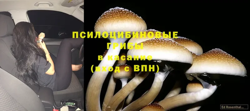 Галлюциногенные грибы Cubensis  как найти   Новороссийск 