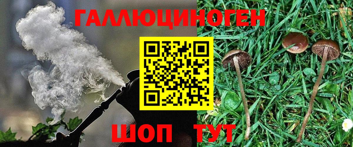 Галлюциногенные грибы Psilocybe Новороссийск